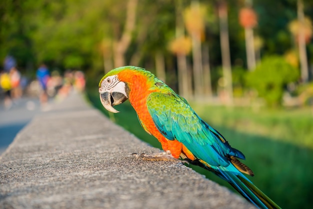 Papagei, schöner Vogel, Tier und Haustier im Naturpark