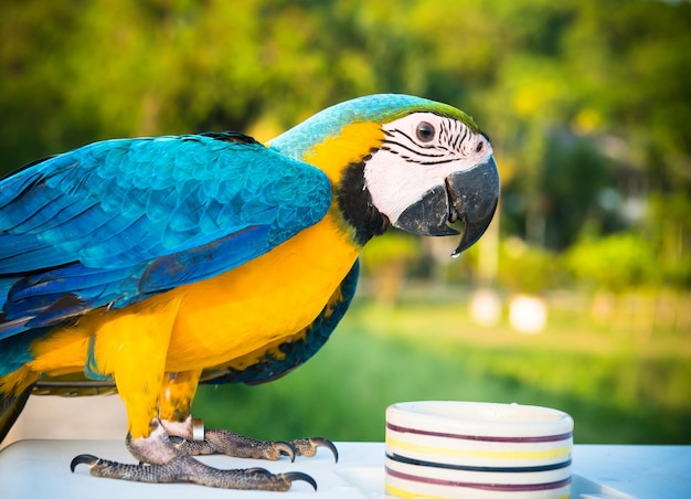 Papagei, schöner Vogel, Tier und Haustier