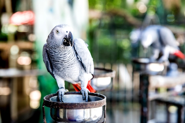 Papagei, schöner Vogel, Tier und Haustier