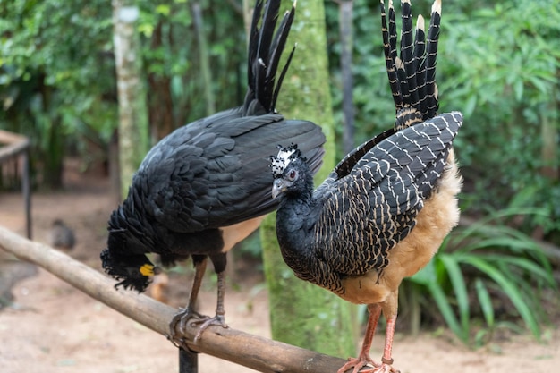 Papageien im Nationalpark für Vögel in Iguazu, Brasilien