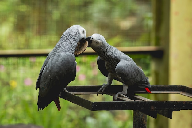 Papageien kämpfen um das Essen. Zoo, tropisches Reservat.