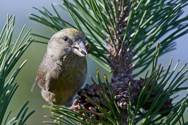 Papageienkreuzschnabel (Loxia pytyopsittacus)