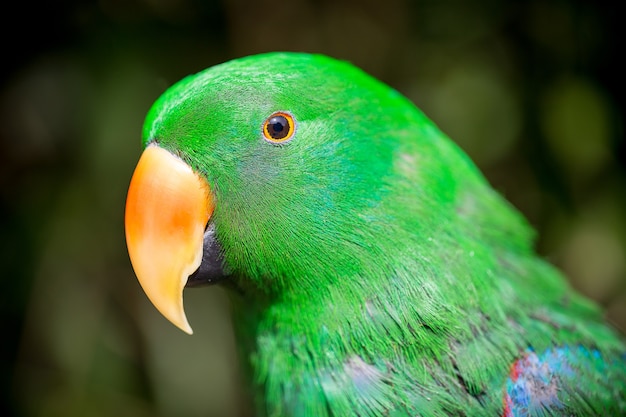 Papageienporträt des Vogels. Wildlife-Szene aus der tropischen Natur.