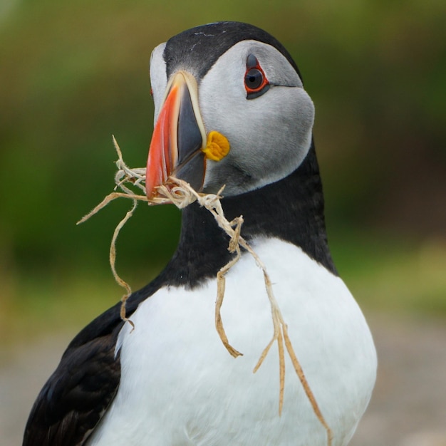 Foto papageientaucher bereitet sein nest vor