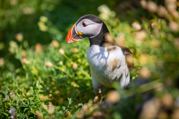 Papageientaucher im Gras