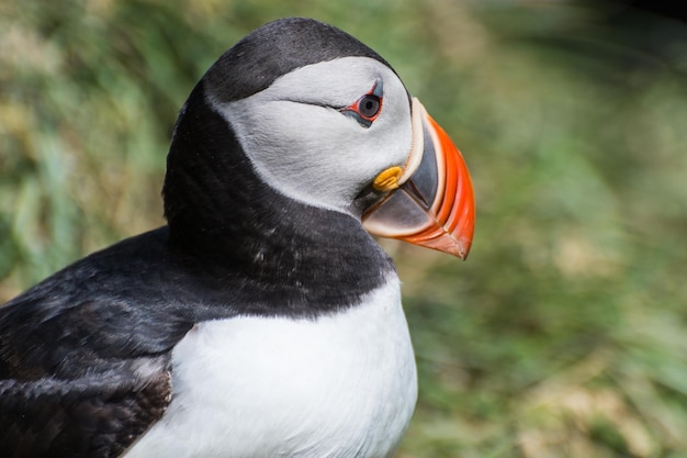 Papageientaucher in der wunderschönen ländlichen Natur von Hafnarholmi in Borgarfjördur Eystri in Island