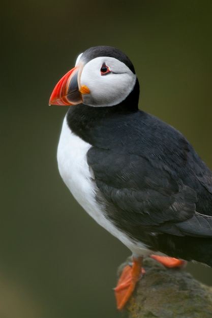 Papageientaucher oder Papageientaucher - Fratercula arctica auf Mykines, Färöer