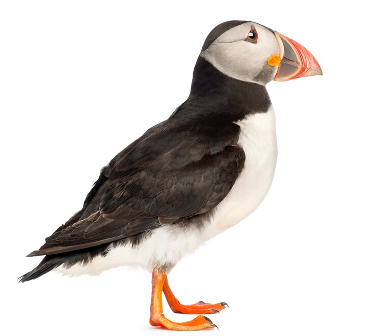 Foto papageientaucher oder papageientaucher-fratercula arctica