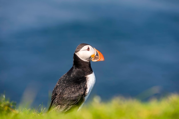 Papageientaucher Vogel oder gemeinsame Papageientaucher im Gras Mykines Färöer-Inseln