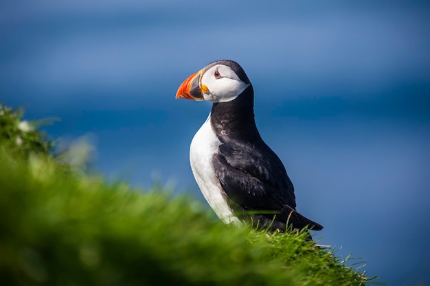 Papageientaucher Vogel oder gemeinsame Papageientaucher im Gras Mykines Färöer-Inseln