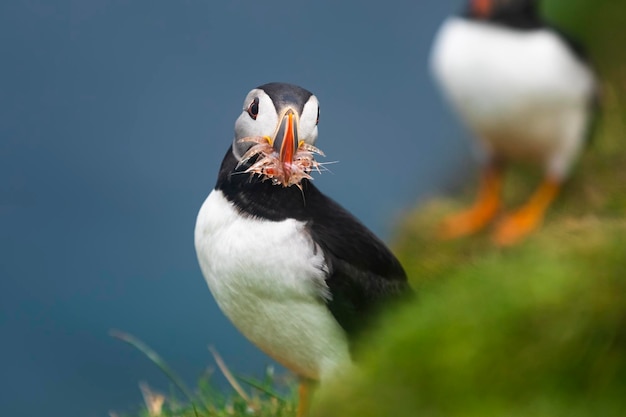 Papageientaucher Vogel oder gemeinsame Papageientaucher im Gras Mykines Färöer-Inseln