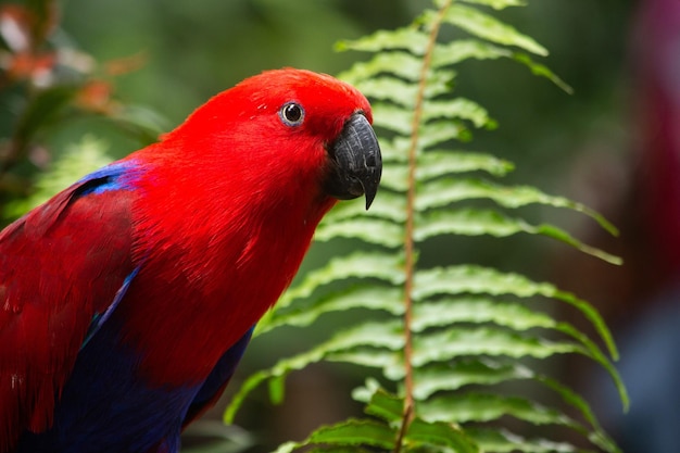 Foto papageienvogel auf naturhintergrund