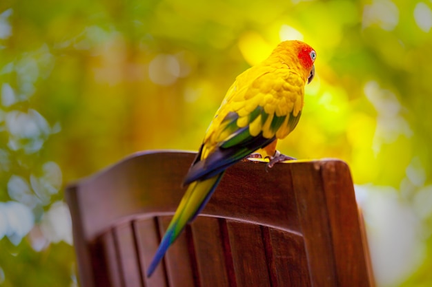 Papageienvogel in Malediven Nahaufnahme