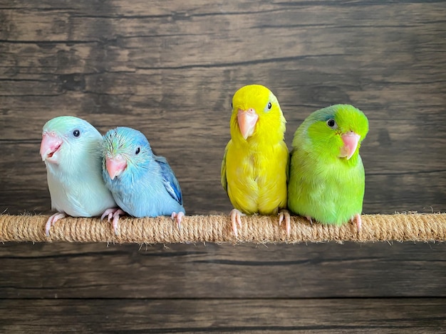 Papageienvogel mit vier Forpus unterschiedlicher Farbe