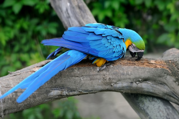 Papageienvogel (Schwerer Ara) sitzt auf dem Ast