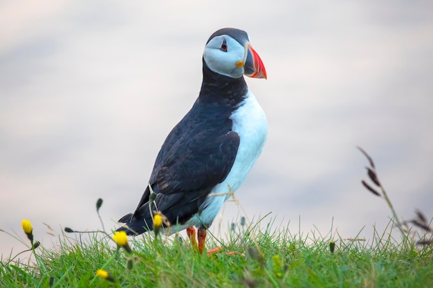 Papageienvogel sitzt auf dem Gras der Insel Heimaey Vestmannaeyjar Archipel Island