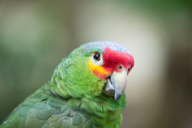 Papageienvogel sitzt auf der Barsch