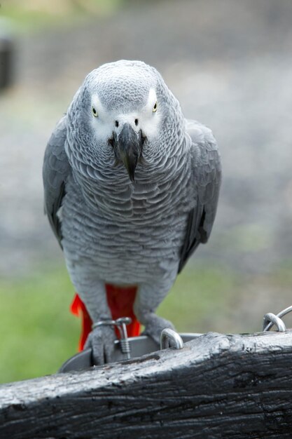 Papageienvogel sitzt auf der Barsch