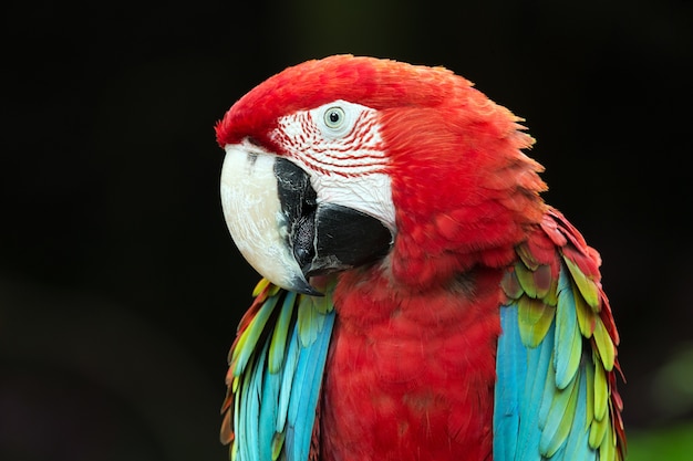 Foto papageienvogel sitzt auf der barsch