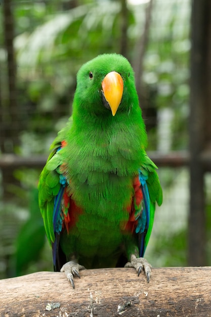 Papageienvogel sitzt auf der Barsch