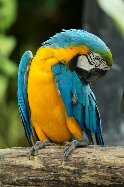 Papageienvogel