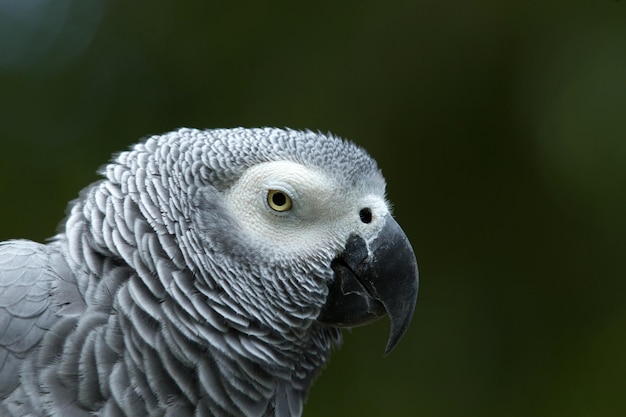 Papageienvogel