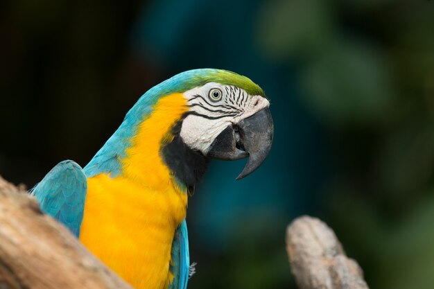 Papageienvogel