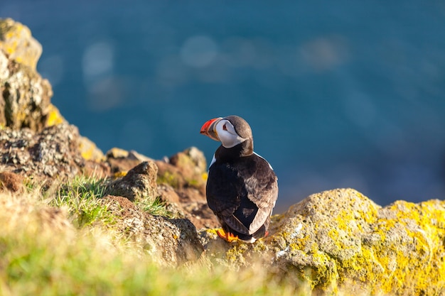 Papageitaucher - Fratercula Arctica - auf einer Klippe in Westisland