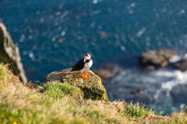 Papageitaucher fratercula arctica auf einer Küstenklippe in Westisland