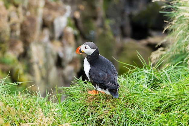 Papageitaucher vom Borgarfjördur-Fjord, Ostisland. Island wild leben. Gewöhnlicher Papageientaucher. Fratercula arctica