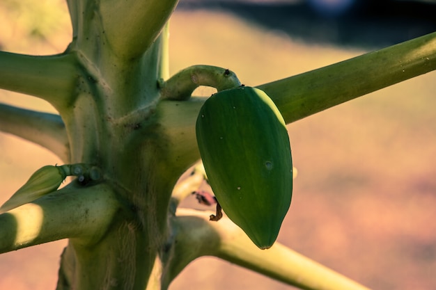 Foto papaia na árvore no jardim.