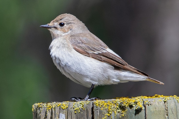 El papamoscas cerrojillo europeo Ficedula hypoleuca es un pequeño pájaro paseriforme común en los aiguamolls emporda girona españa