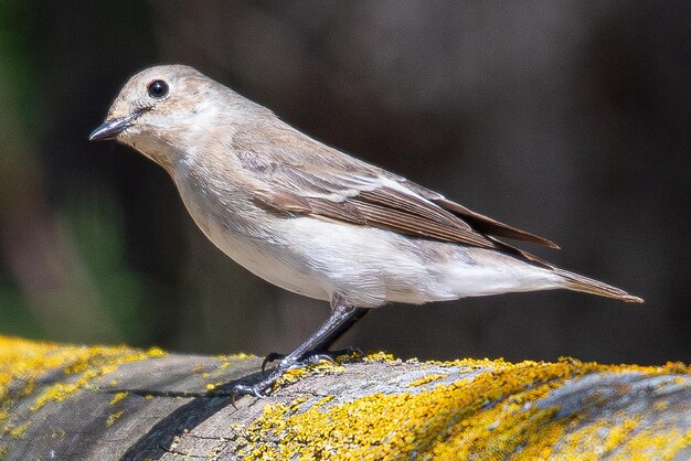 El papamoscas cerrojillo europeo Ficedula hypoleuca es un pequeño pájaro paseriforme común en los aiguamolls emporda girona españa