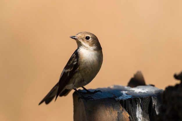 Papamoscas cerrojillo Ficedula hypoleuca Córdoba España