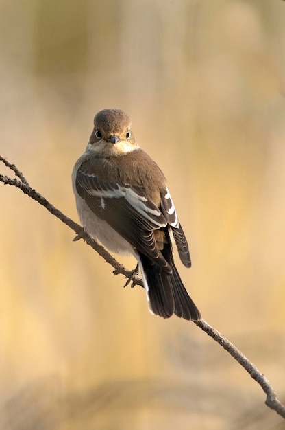 Papamoscas cerrojillo con plumaje de invierno en una rama cerca de un punto de agua natural en un bosque mediterráneo