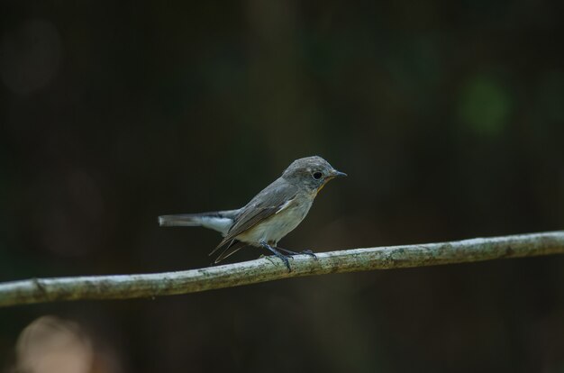 Foto papamoscas de garganta roja (ficedula albicilla)