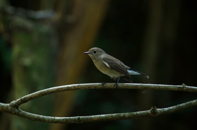 Papamoscas De Pecho Rojo (Ficedula parva)