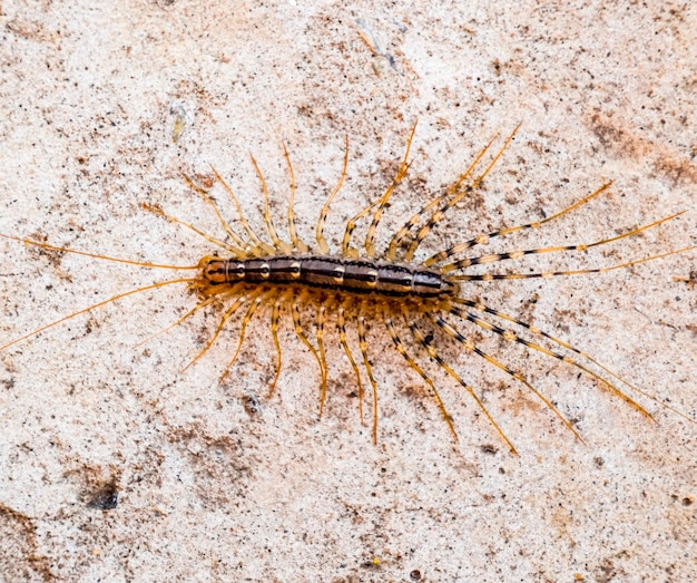 Foto el papamoscas scutigera coleoptrata ciempiés papamoscas depredador de insectos