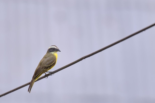 Papamoscas social Myiozetetes similis