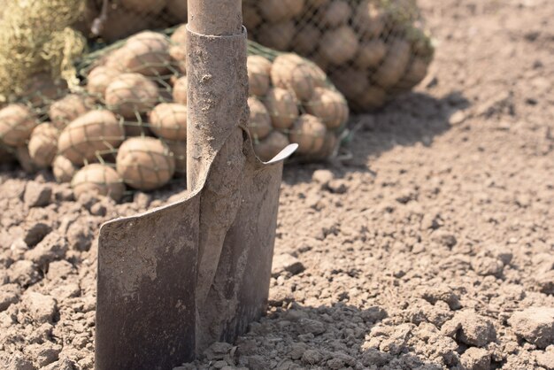 Papas frescas en el campo