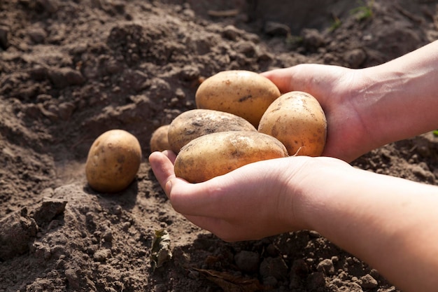 Papas en mano