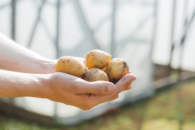 Foto papas en las manos en el jardín hombre sujetando papas