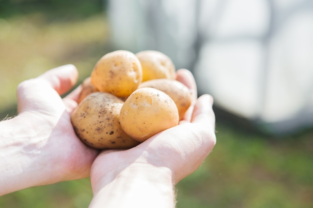 papas en las manos en el jardín hombre sujetando papas