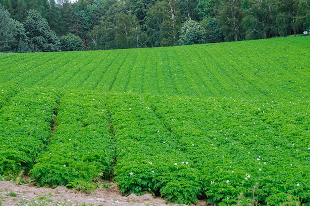 Las papas se plantan en hileras en el campo.