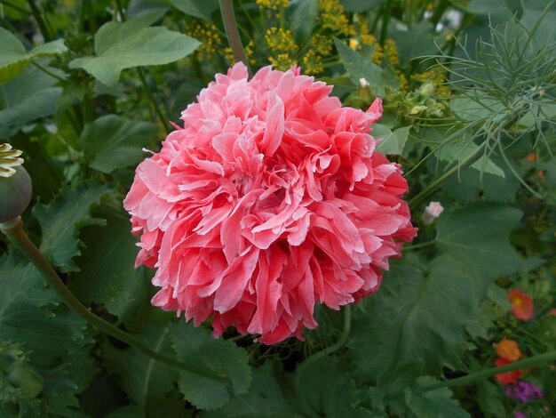 papaver, amapola, flores, colores, rosas, rojas, llamativas, luz, belleza, temporada, frescura, jardinería