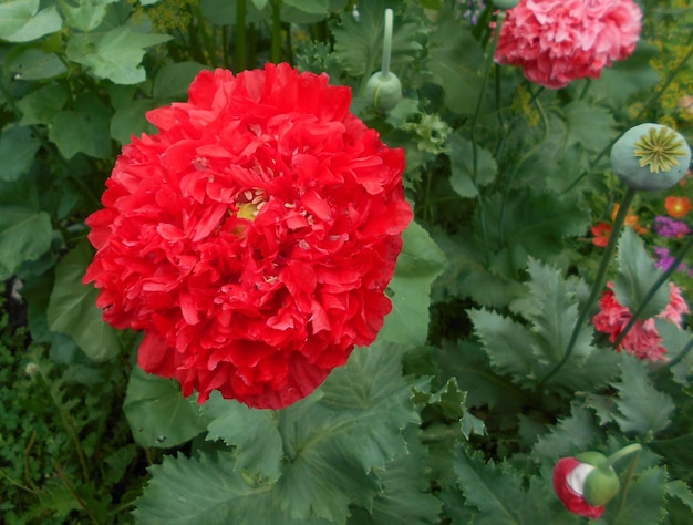 papaver, amapola, flores, colores, rosas, rojas, llamativas, luz, belleza, temporada, frescura, jardinería