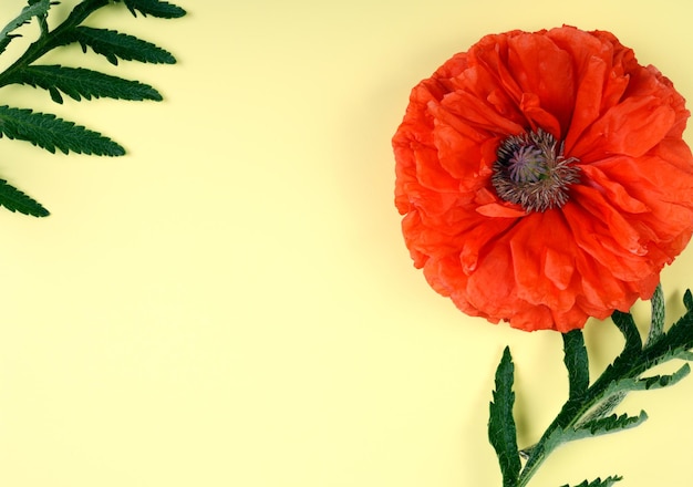 Papaver de amapola roja con hojas verdes sobre un fondo amarillo