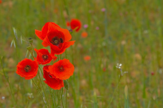 Papaver es un género de plantas angiospermas, comúnmente conocidas como amapolas, que pertenecen a las Papaveraceae