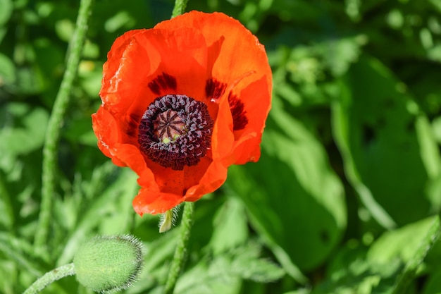 Foto papaver rhoeas blume