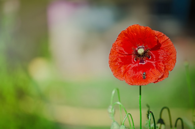 Papaver Rhoeas, gemein, Mais, Flandern, roter Mohn, Maisrose, Feld ist blühende Pflanze Mohn Familie Papaveraceae.